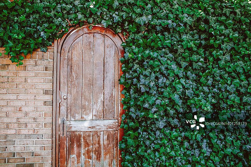 被砖墙和茂盛的常春藤环绕的风化花园门图片素材