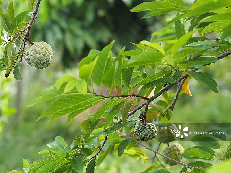 番荔枝花图片素材