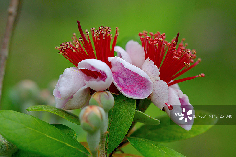费约果/凤梨番石榴花图片素材