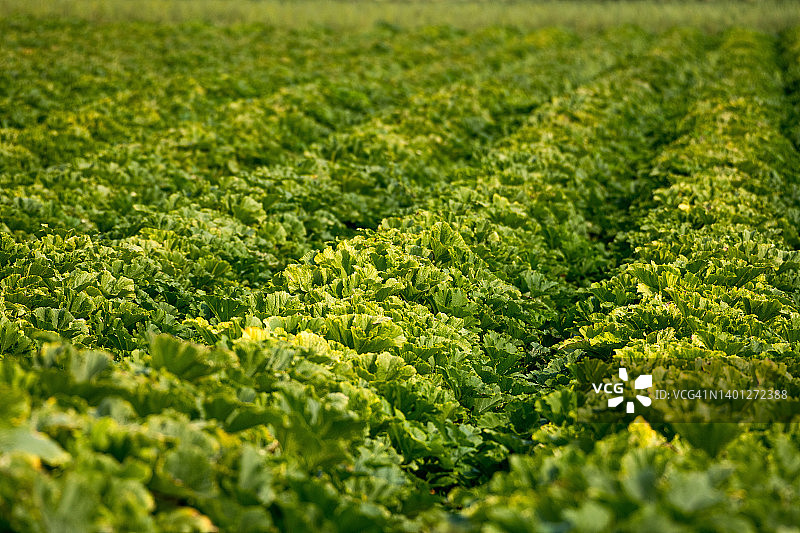 受损的农作物图片素材