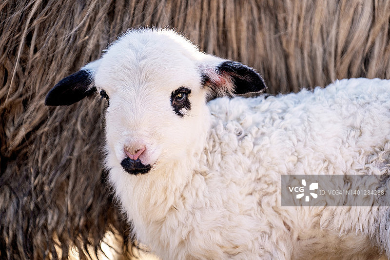 农业农场动物绵羊宝宝面部特写，东欧乡村农业，乡村生活图片素材