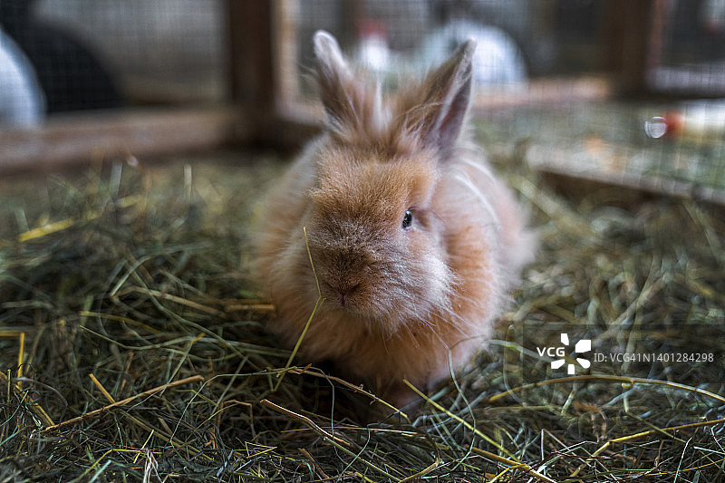 笼子里的家兔，东欧传统乡村农业图片素材