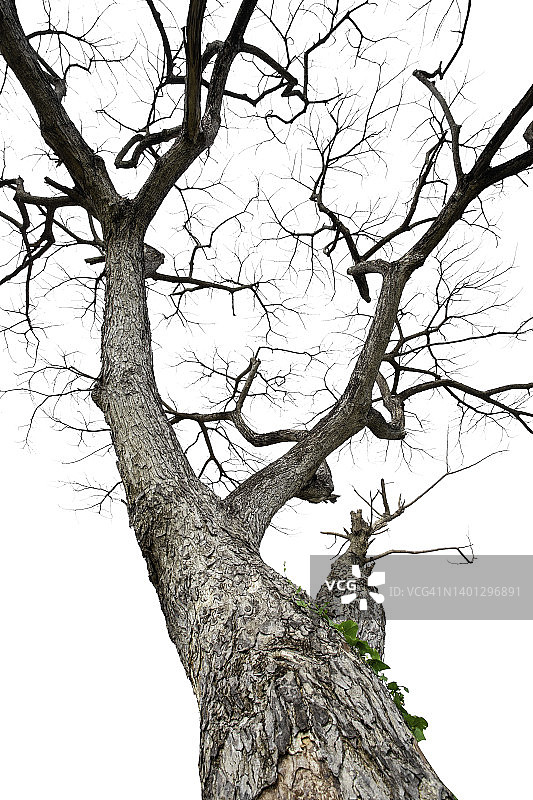 白色背景上孤立的枯树枝图片素材