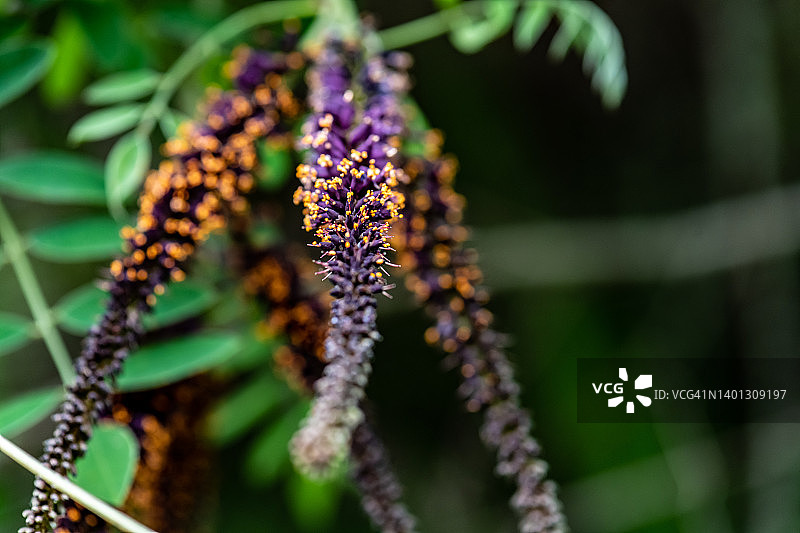 假 indigo 灌木（Amorpha fruticosa）图片素材