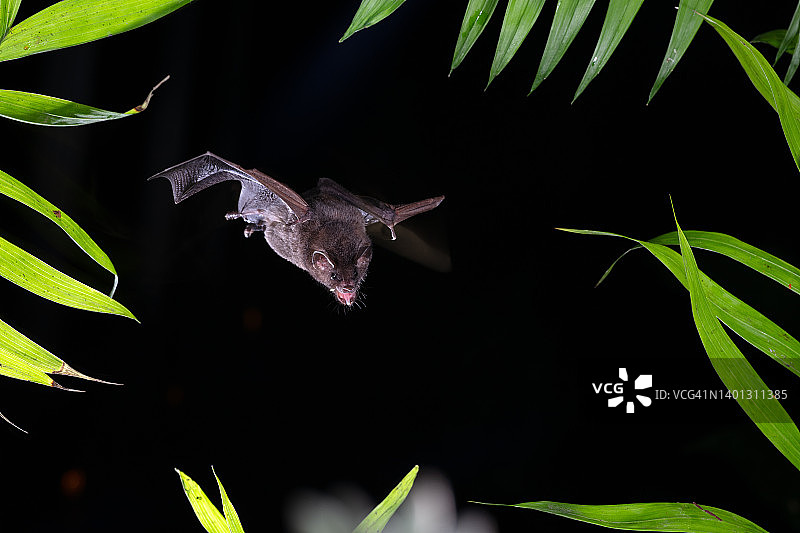 飞行中的蝙蝠图片素材