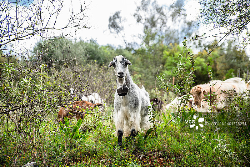 脖子上戴着铃铛，看着镜头的好奇山羊领头图片素材