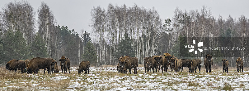 波兰波德拉谢省比亚沃韦扎原始森林欧洲野牛图片素材