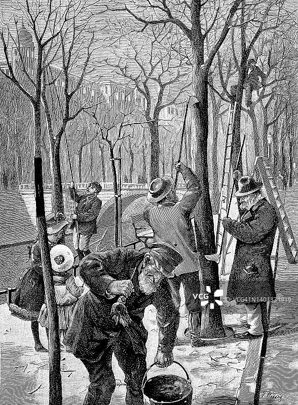 城市害虫毛虫防治：1875年左右德国柏林的虫害控制图片素材