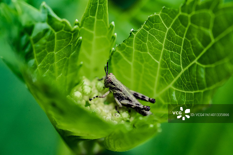 叶子上的蚱蜢图片素材