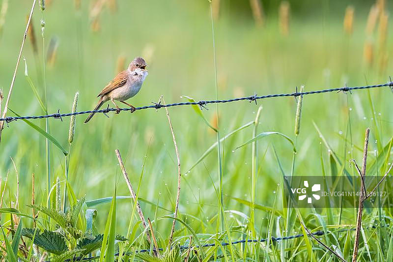 德国黑森州带刺铁丝网上的白喉林莺（普通林莺）图片素材