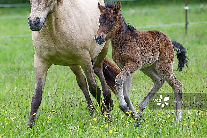 幼年冰岛马和小母马在草地上奔跑图片素材