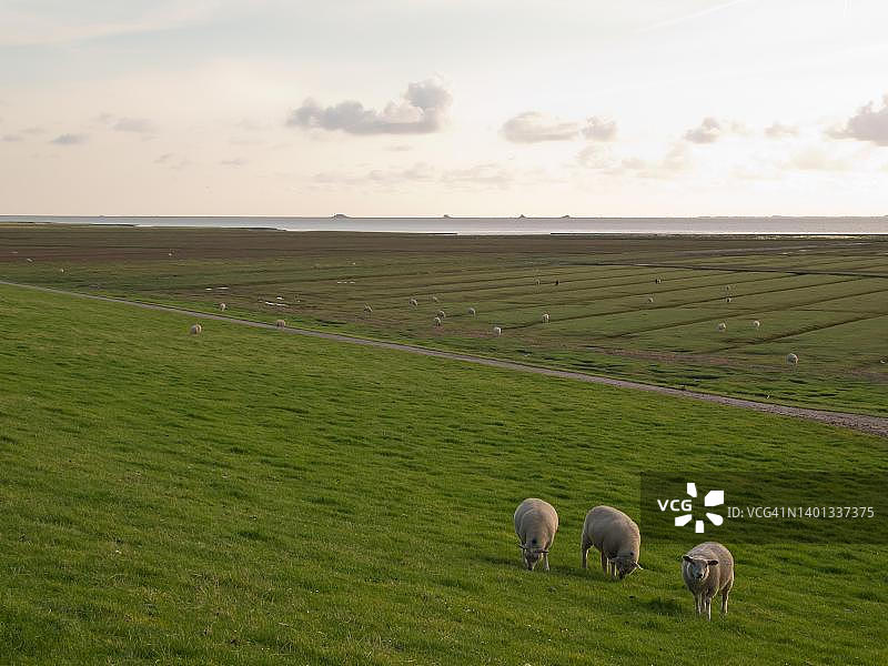 盐沼，北弗里西亚哈利根，石勒苏益格-荷尔斯泰因瓦登海国家公园，德国图片素材