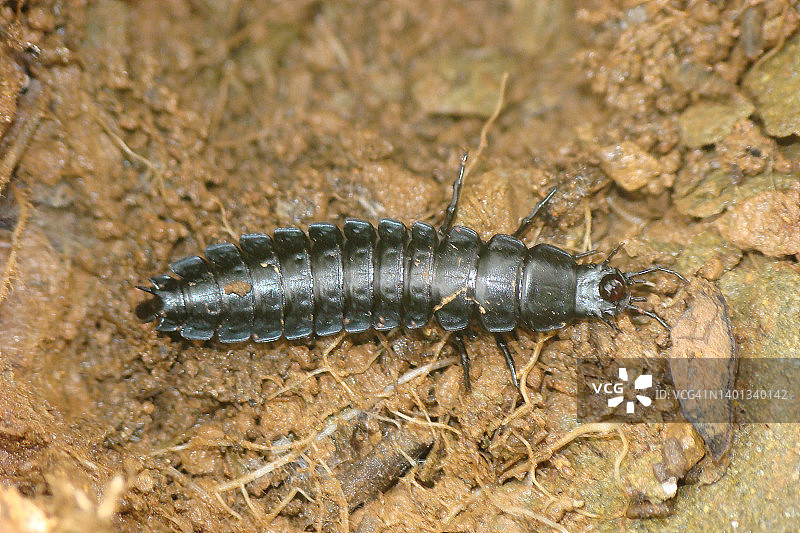 步行虫幼虫图片素材