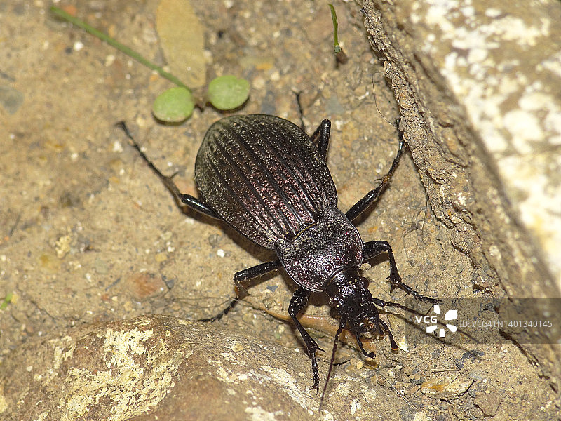 皱鞘步甲图片素材