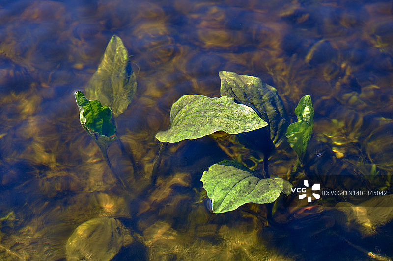 水下生长的河生植物，绿色花瓣伸出水面图片素材