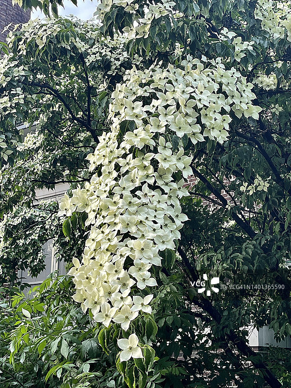 开花的山茱萸图片素材