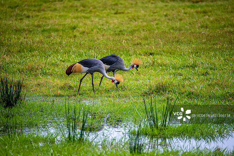 坦桑尼亚阿鲁沙国家公园的灰冠鹤图片素材