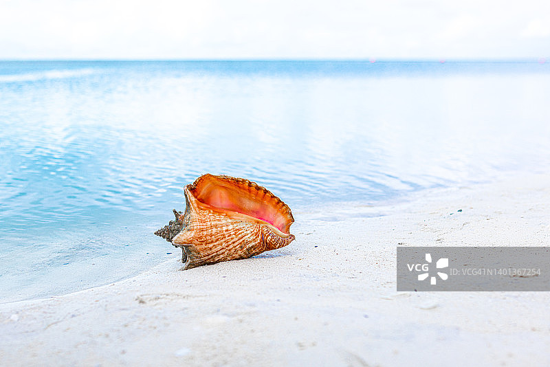 大西洋海滩上的海螺图片素材