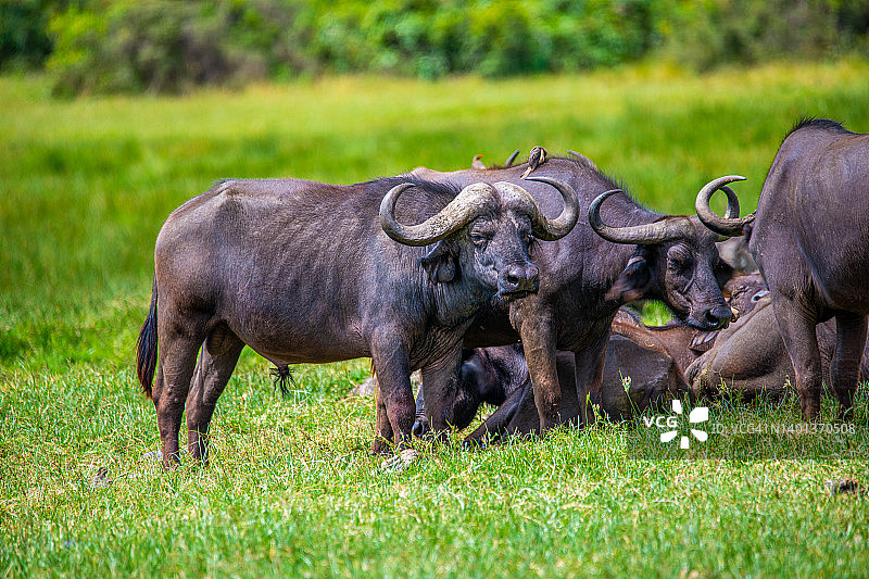 阿鲁沙国家公园的非洲水牛，坦桑尼亚阿鲁沙图片素材