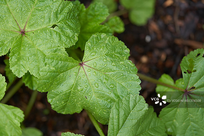 锦葵和雨天图片素材