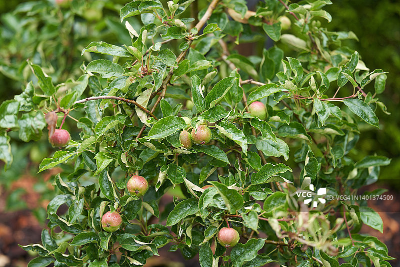 苹果树图片素材