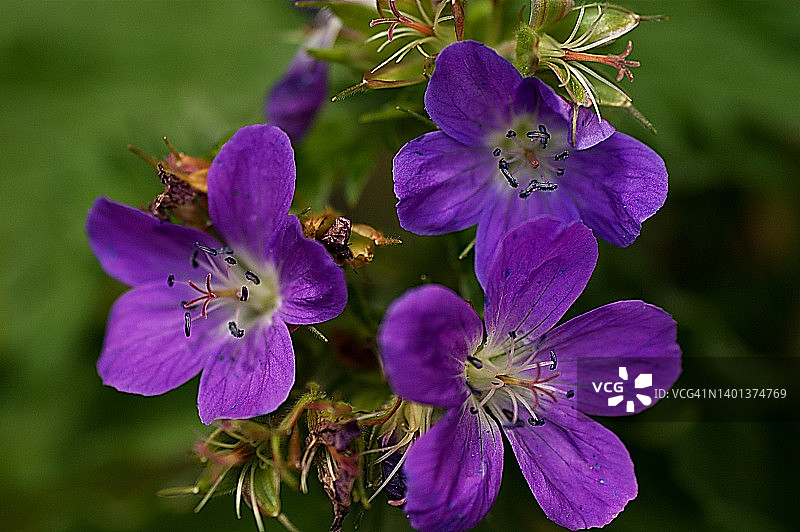 Geranium magnificum图片素材