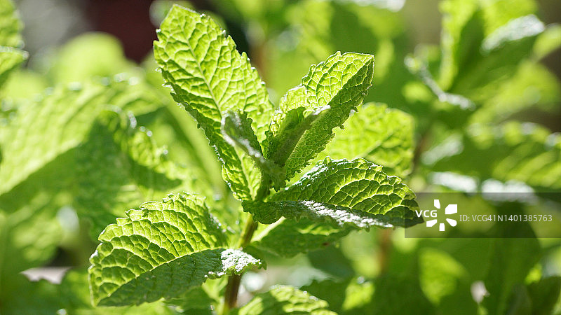 薄荷图片素材