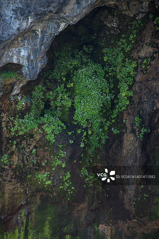 安特里姆海岸卡里克里德岛岩石峭壁下的大型洞穴墙壁上的藻类图片素材