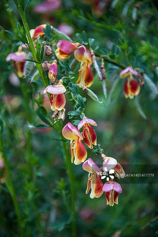 金雀花图片素材