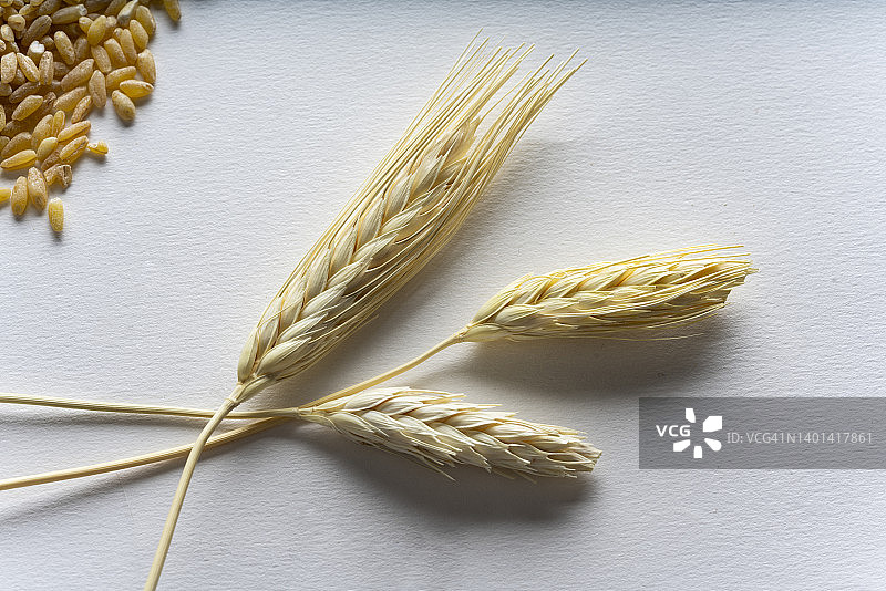 小麦谷粒和麦穗图片素材