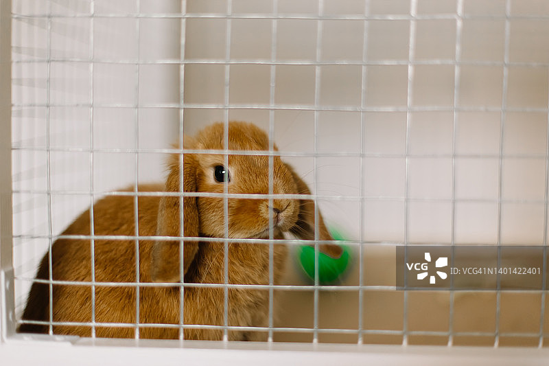 可爱宠物侏儒兔在笼中图片素材
