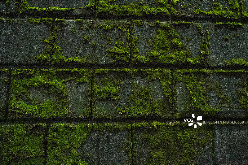 生长在石墙上的苔藓图片素材
