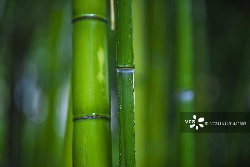 雨中竹图片素材