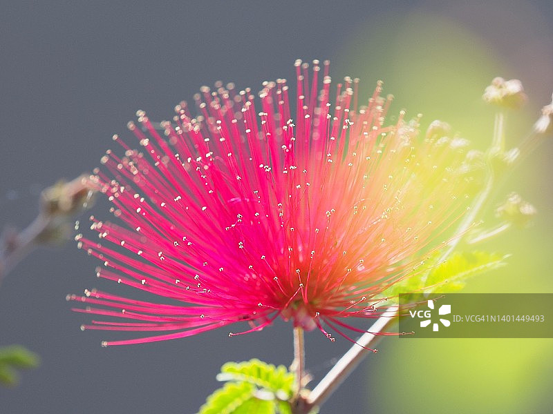 众星之家图片素材