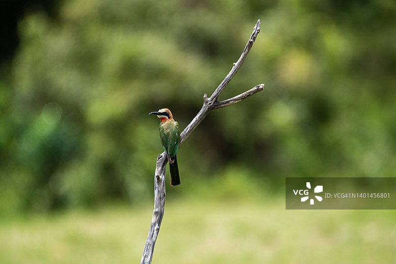 阿鲁沙国家公园的蜂虎，坦桑尼亚图片素材