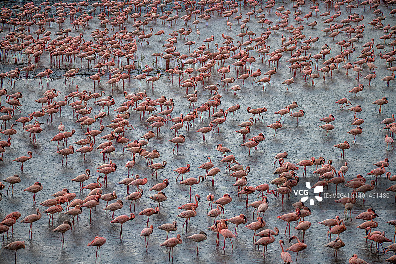 阿鲁沙国家公园的大红鹳，坦桑尼亚图片素材