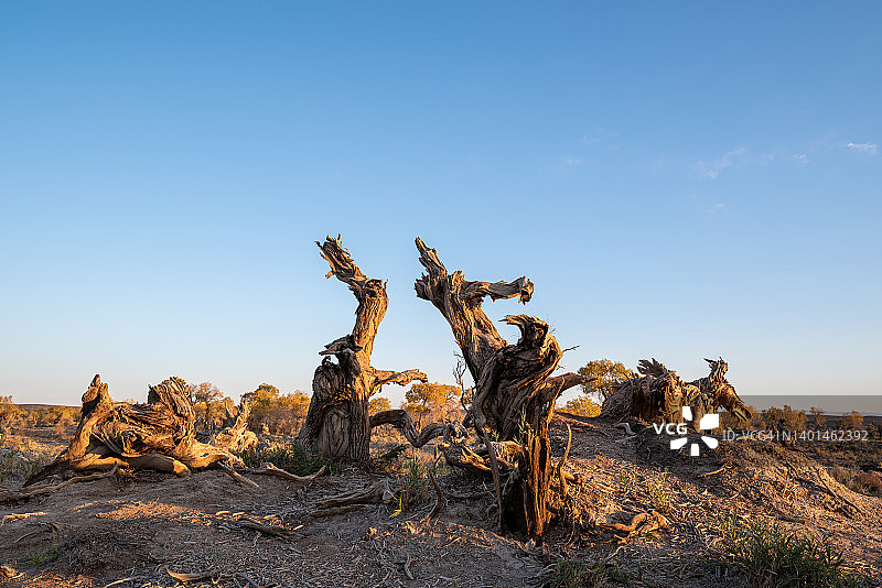 枯萎的胡杨图片素材