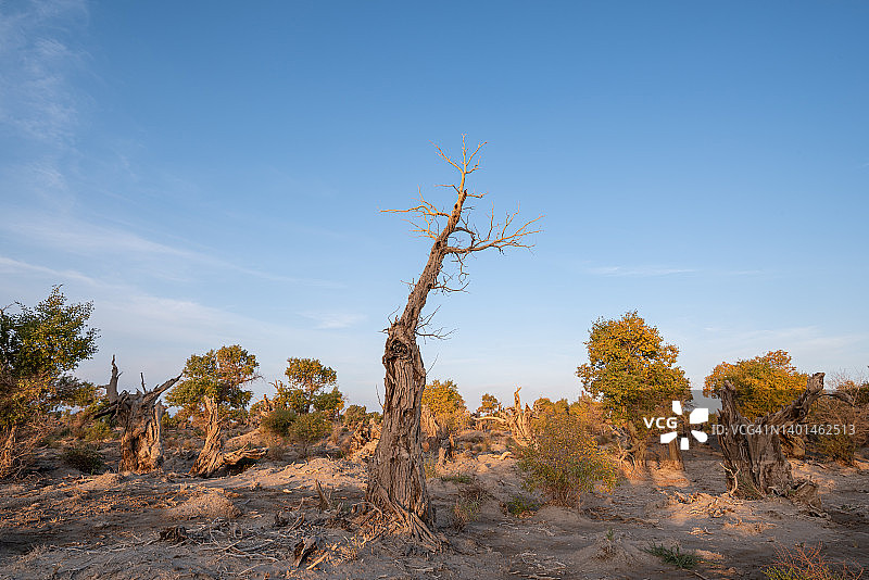 中国新疆哈密胡杨林图片素材