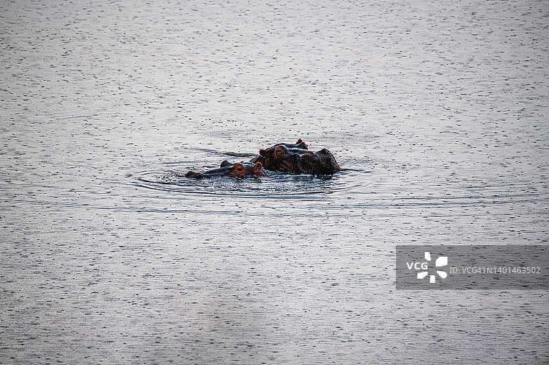 阿鲁沙国家公园湖中的河马，坦桑尼亚阿鲁沙图片素材