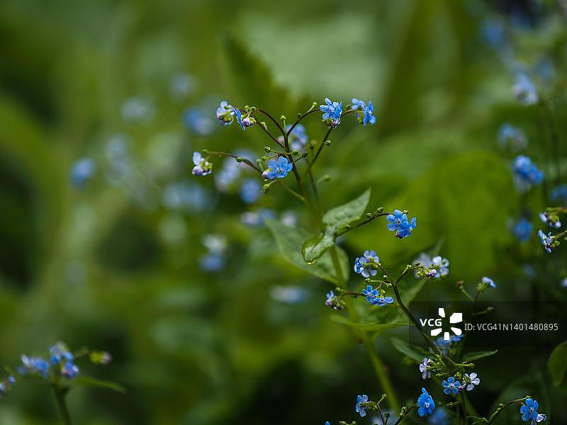 勿忘我，奥地利施蒂利亚州莱奥本图片素材