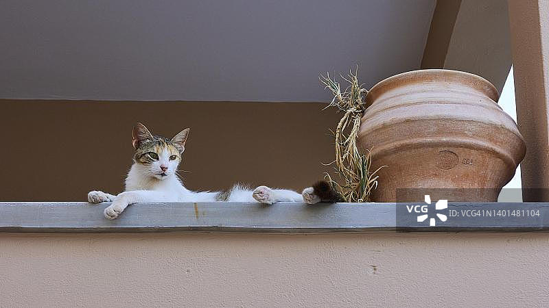 希腊安德罗斯岛上的猫和陶瓷花瓶图片素材