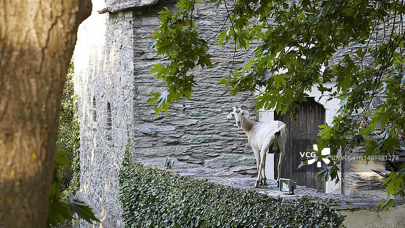 旧石墙上的山羊，攀缘植物，树木，树叶，堡垒，莫尼帕纳赫兰托修道院，安德罗斯岛，基克拉泽斯，希腊图片素材
