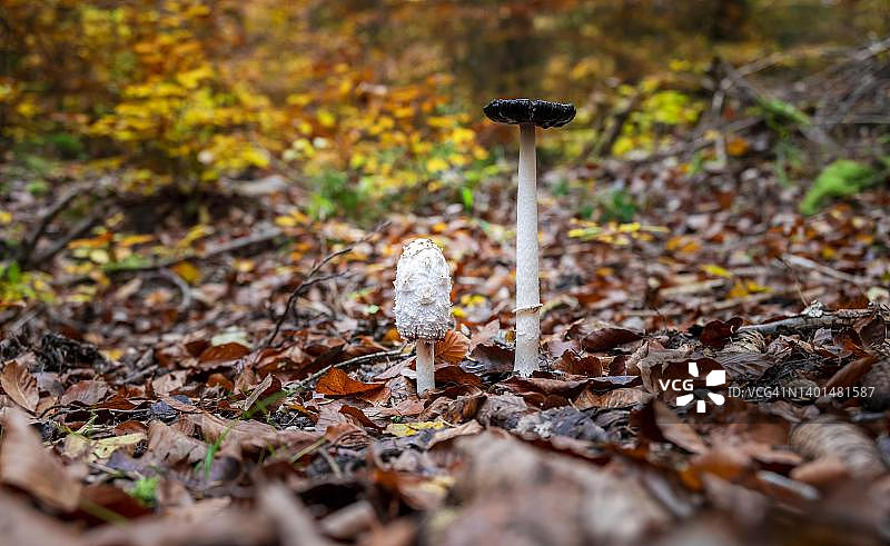 两朵秋叶间的鬼伞，德国巴伐利亚州图片素材