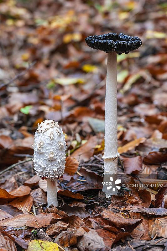 两朵秋叶间的鬼伞，德国巴伐利亚州图片素材