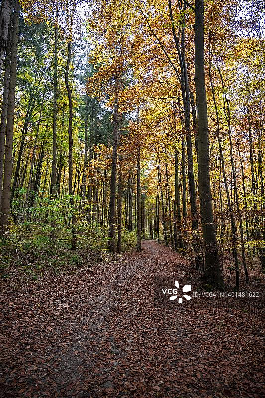 德国巴伐利亚州秋日森林小径图片素材