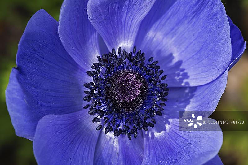 德国蓝色银莲花图片素材