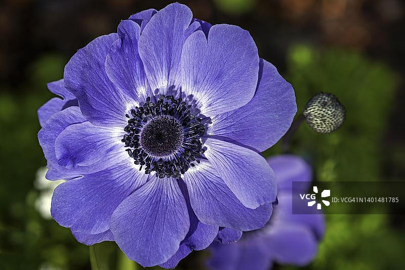 德国蓝色银莲花图片素材