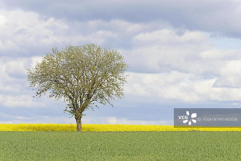 德国北莱茵-威斯特法伦的柳树和油菜花图片素材