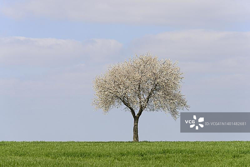 德国北莱茵-威斯特法伦的樱桃树图片素材