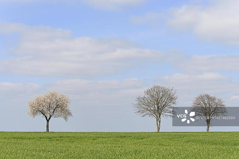 德国北莱茵-威斯特法伦的落叶树和绿色粮田图片素材